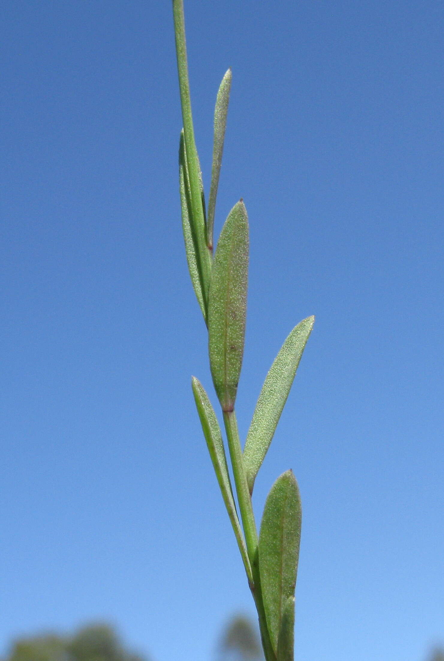 Image of French flax