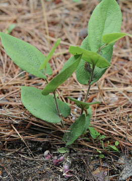 Plancia ëd Aristolochia reticulata Nutt.