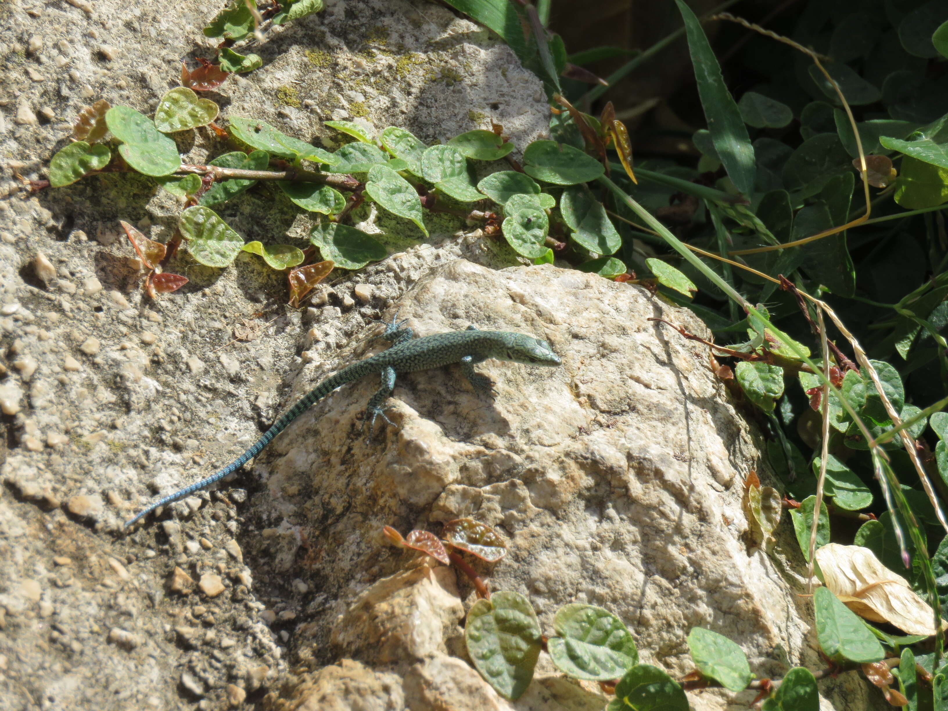 Image of Sharp-snouted Rock Lizard