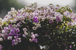 Слика од Bougainvillea