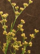 Image of <i>Juncus marginatus</i>