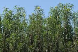 Image of willowleaf sunflower