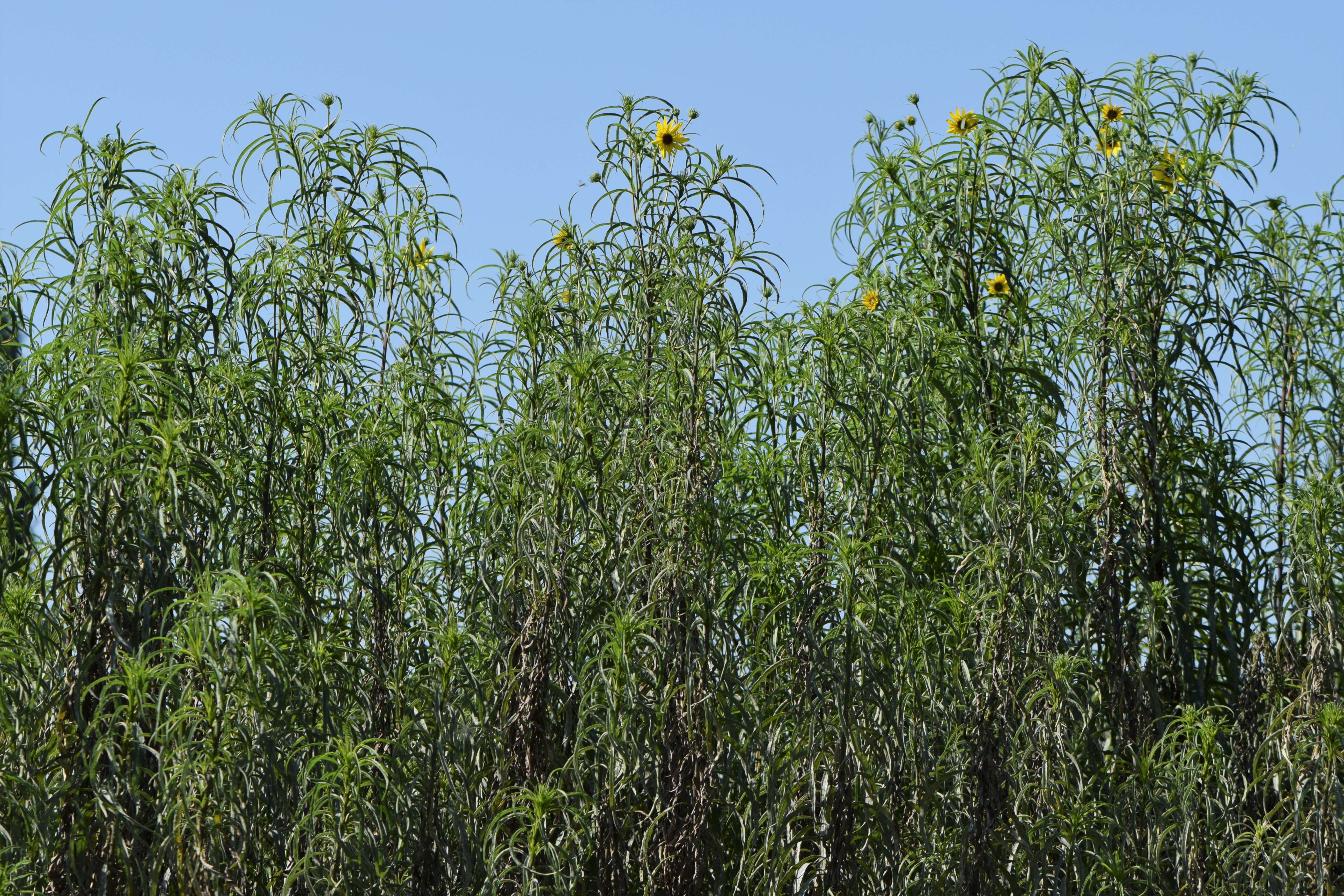 Image of willowleaf sunflower