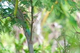 Image of Allison's Anole