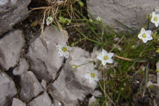 Image of Sabulina verna subsp. verna