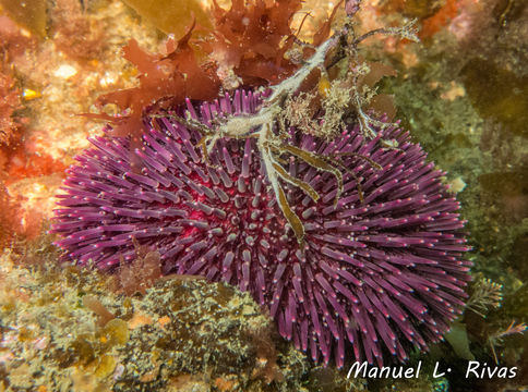 Image of <i>Sphaerechinus granularis</i> (Lamarck 1816)