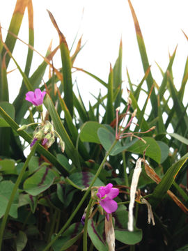 Image of <i>Oxalis tetraphylla</i>
