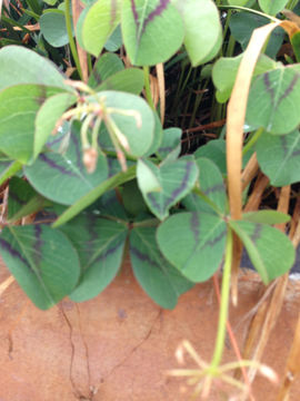Image of <i>Oxalis tetraphylla</i>