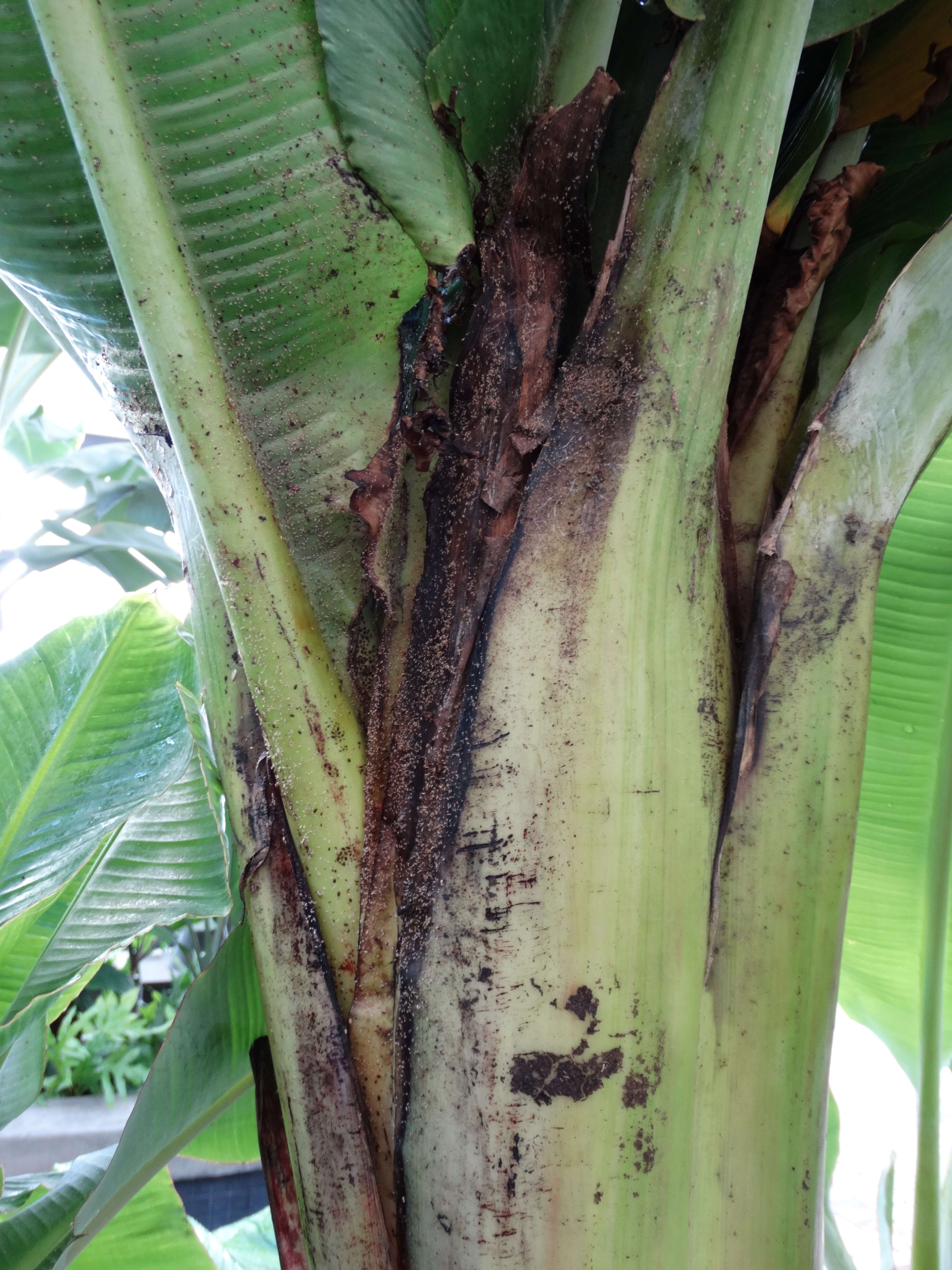 Image of Banana aphid