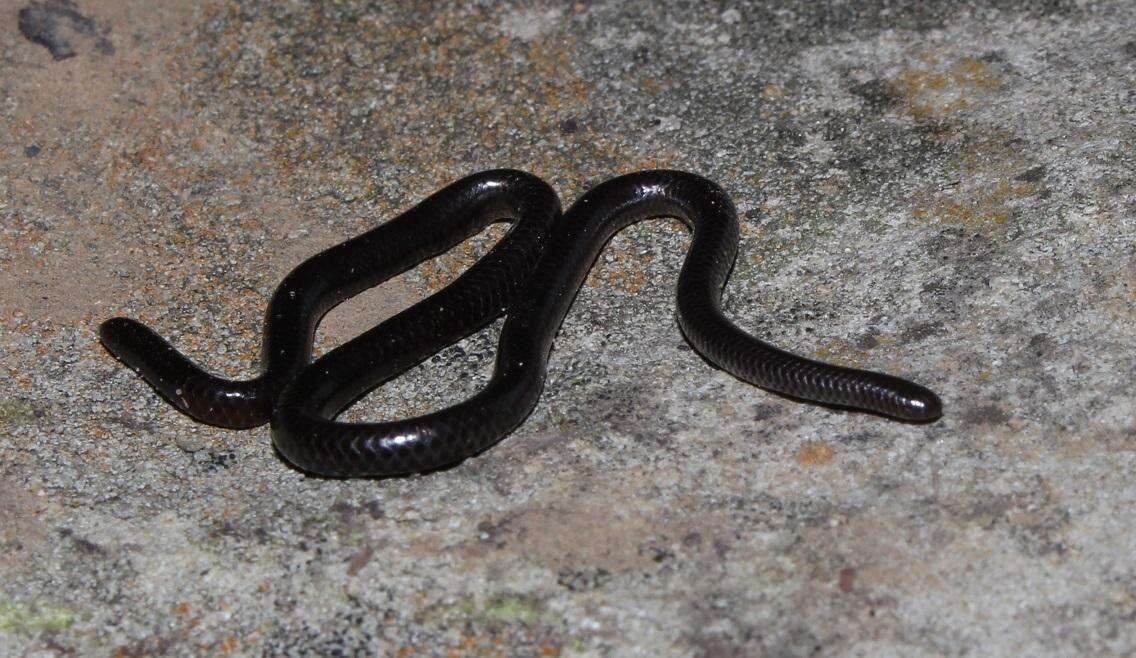 Image of Slender blind snakes