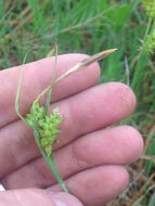 Image of <i>Carex blanda</i>