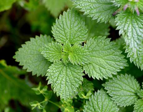 Image de Urtica membranacea Poir.