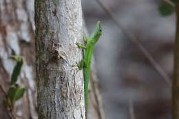 Image of Leopard Anole