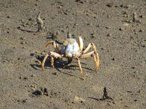 Image of Light-blue Soldier Crab