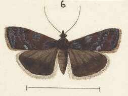 Image of Scoparia encapna Meyrick