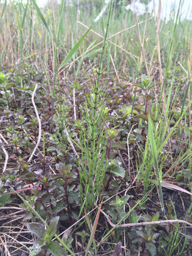 Image of <i>Equisetum palustre</i>