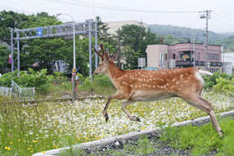 Image of Cervus nippon yesoensis (Heude 1884)