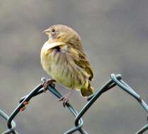 Image of Saffron Finch