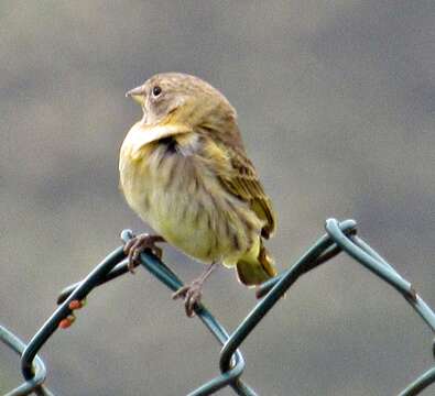 Image of Saffron Finch