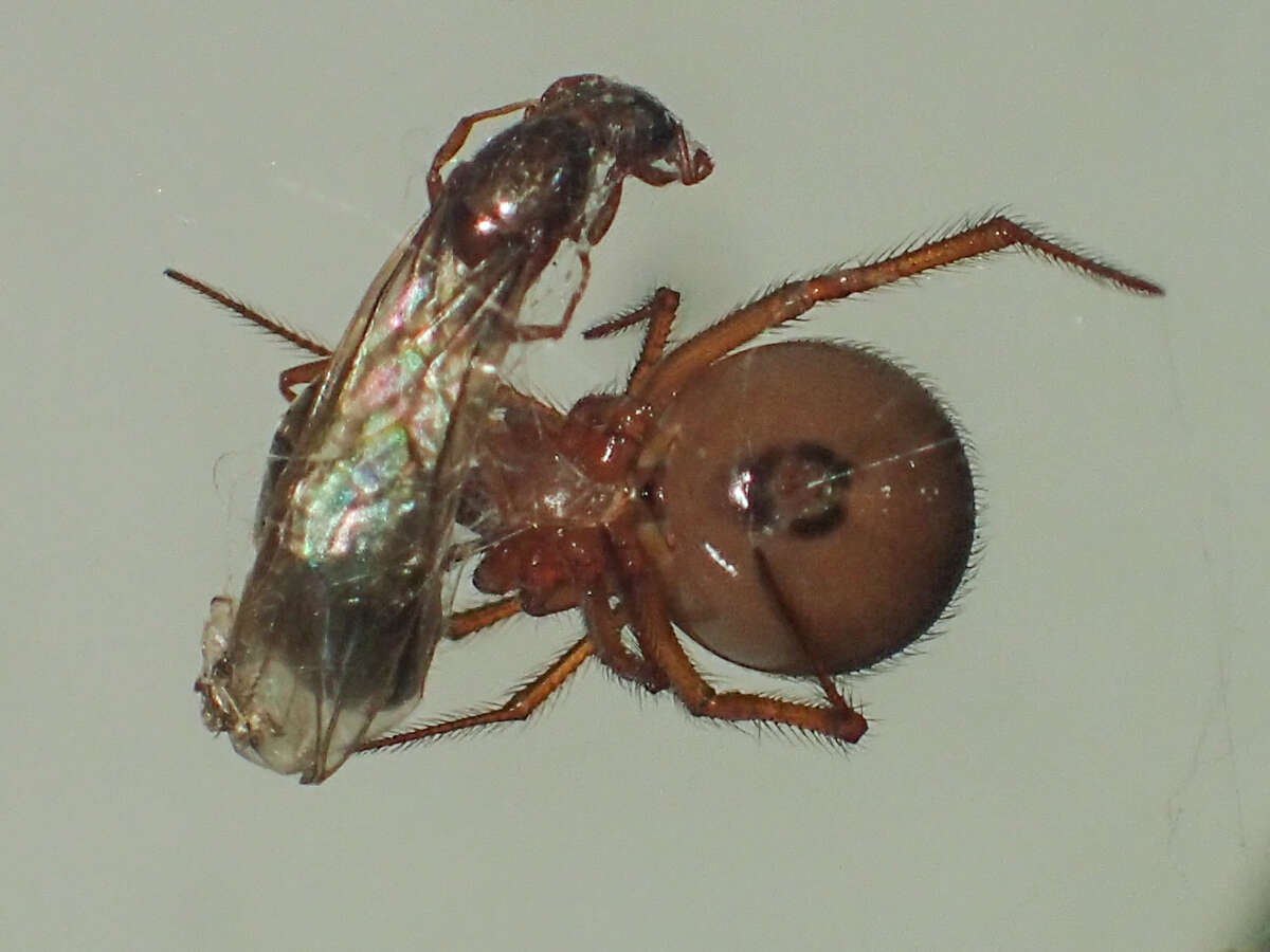 Image of Nesticodes