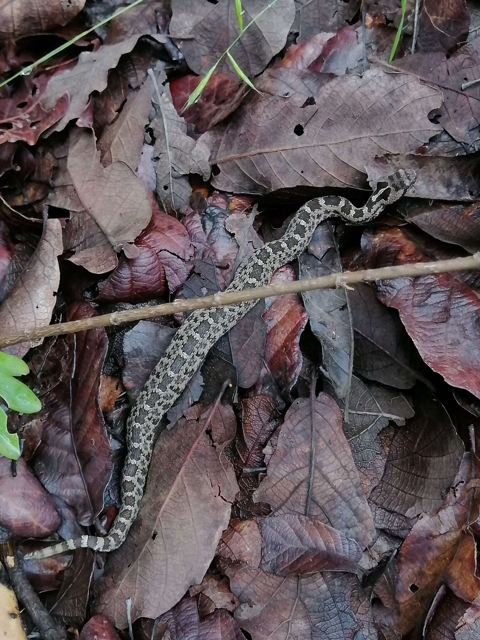 Image of Querétaro dusky rattlesnake