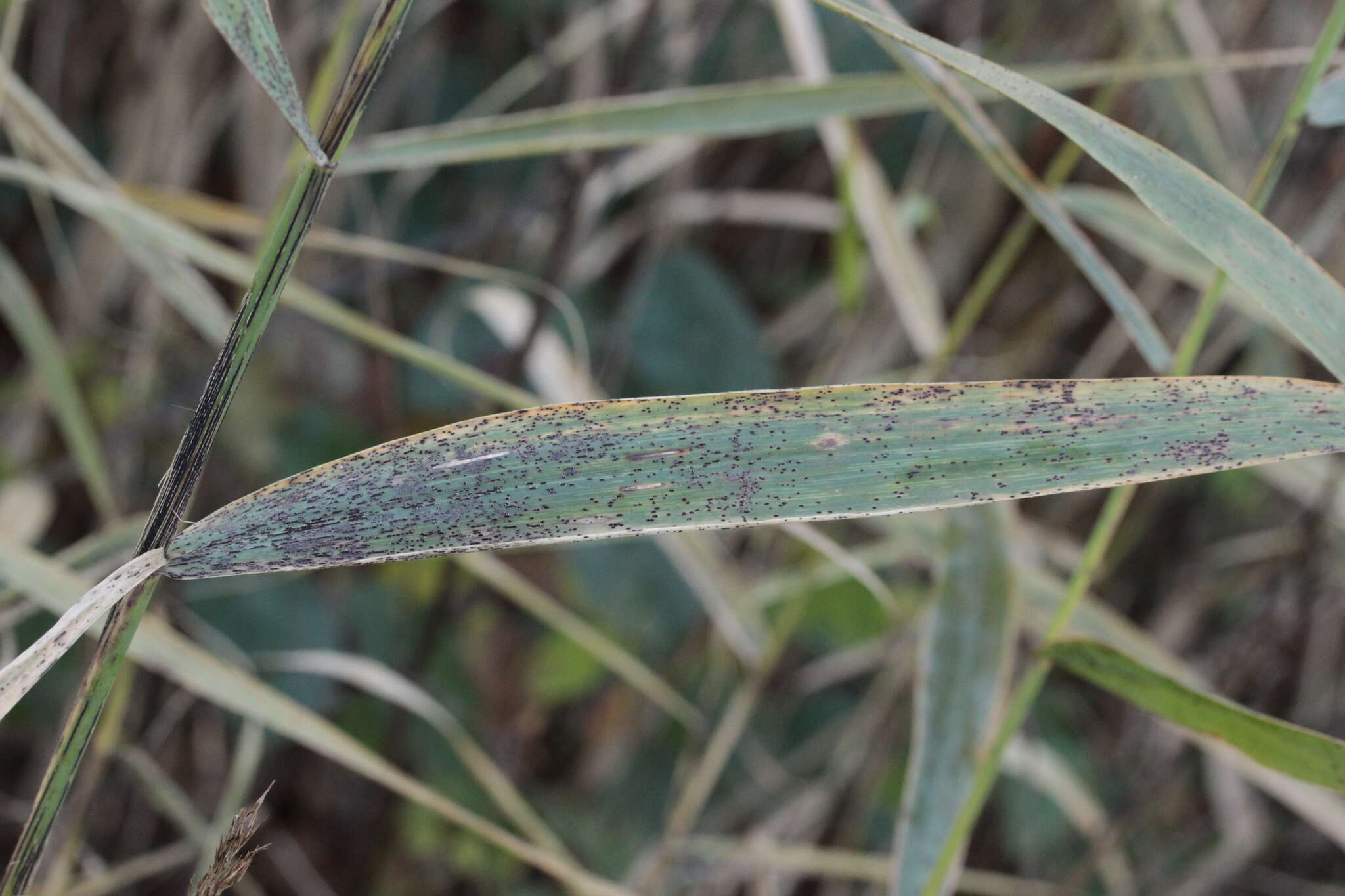 Image of Stem rust