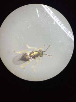 Image of <i>Psyllaephagus bliteus</i> Riek 1962