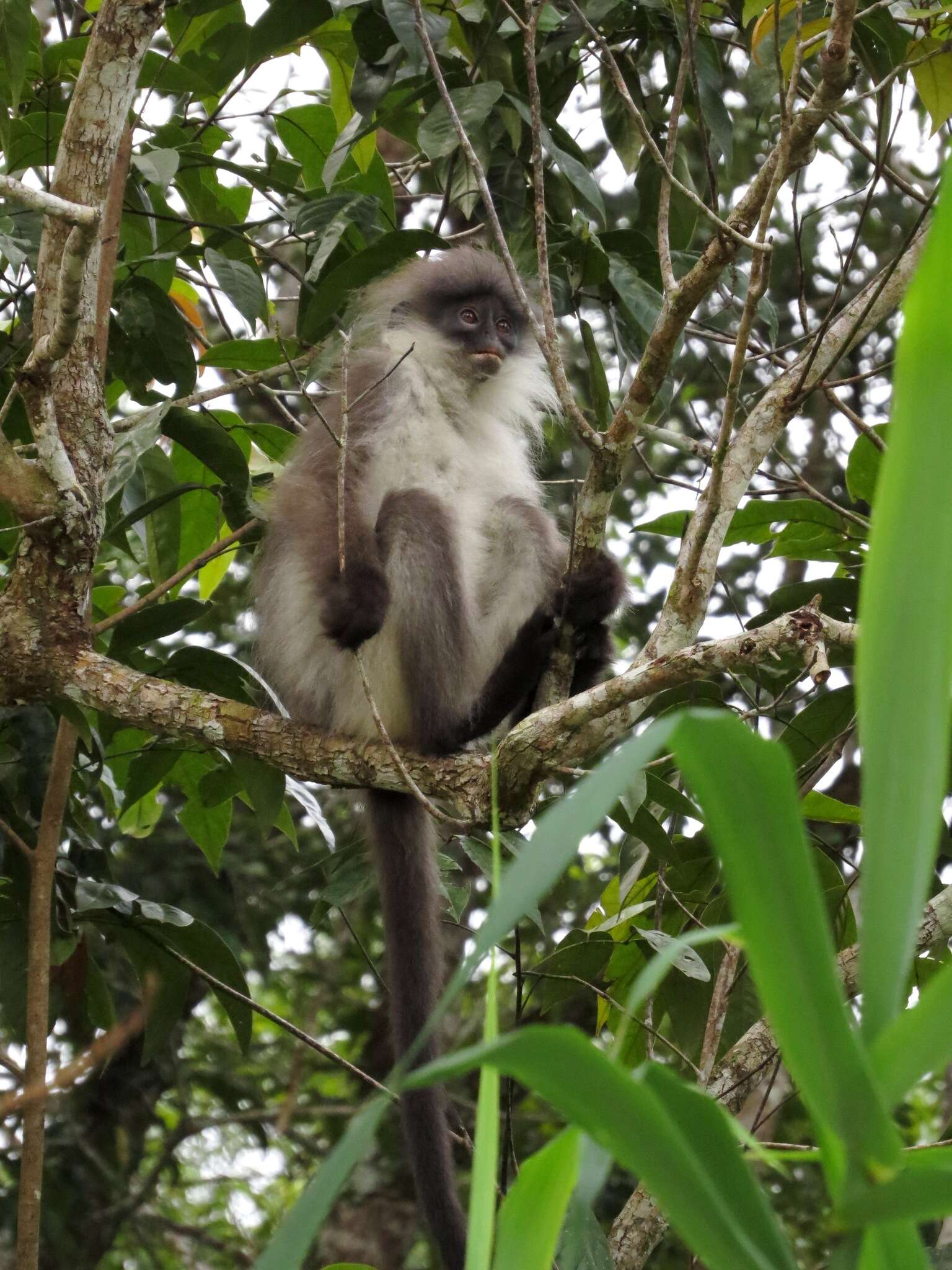 Image of Pale-thighed Langur