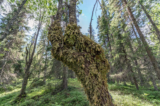 Image of Lungwort