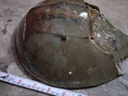 Image of Horseshoe Crab