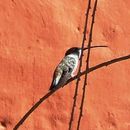 Image of Oasis Hummingbird