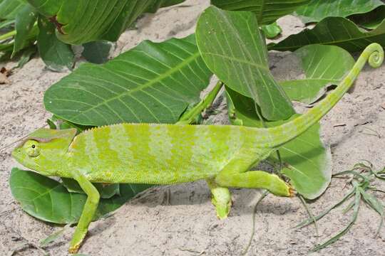 Image of Graceful Chameleon