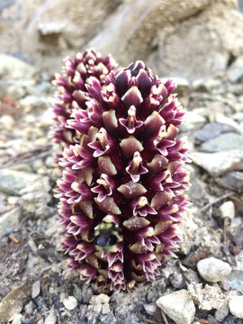 Image of <i>Kopsiopsis strobilacea</i>