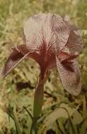 Plancia ëd Iris susiana L.