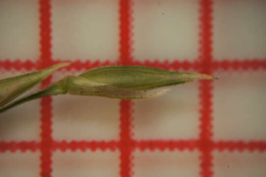 Imagem de Panicum queenslandicum Domin