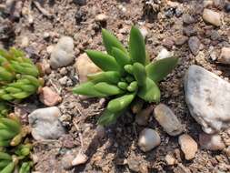 Image of Orostachys japonica A. Berger