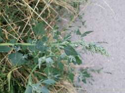 Image of Grey Goosefoot