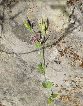 Image of slender centaury