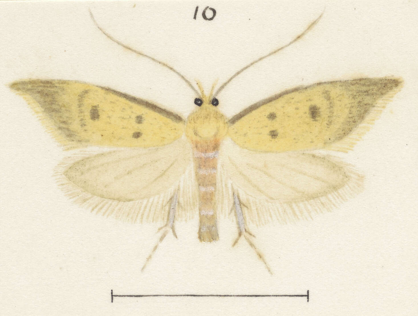 Image of Gymnobathra philadelpha Meyrick 1884