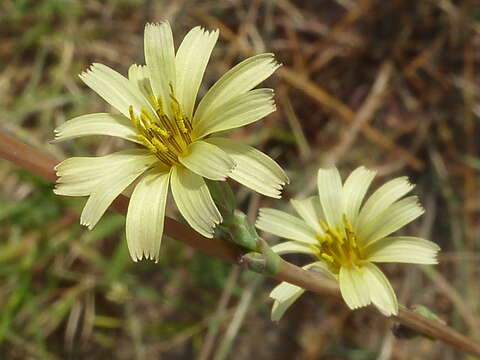 Lactuca saligna L.的圖片