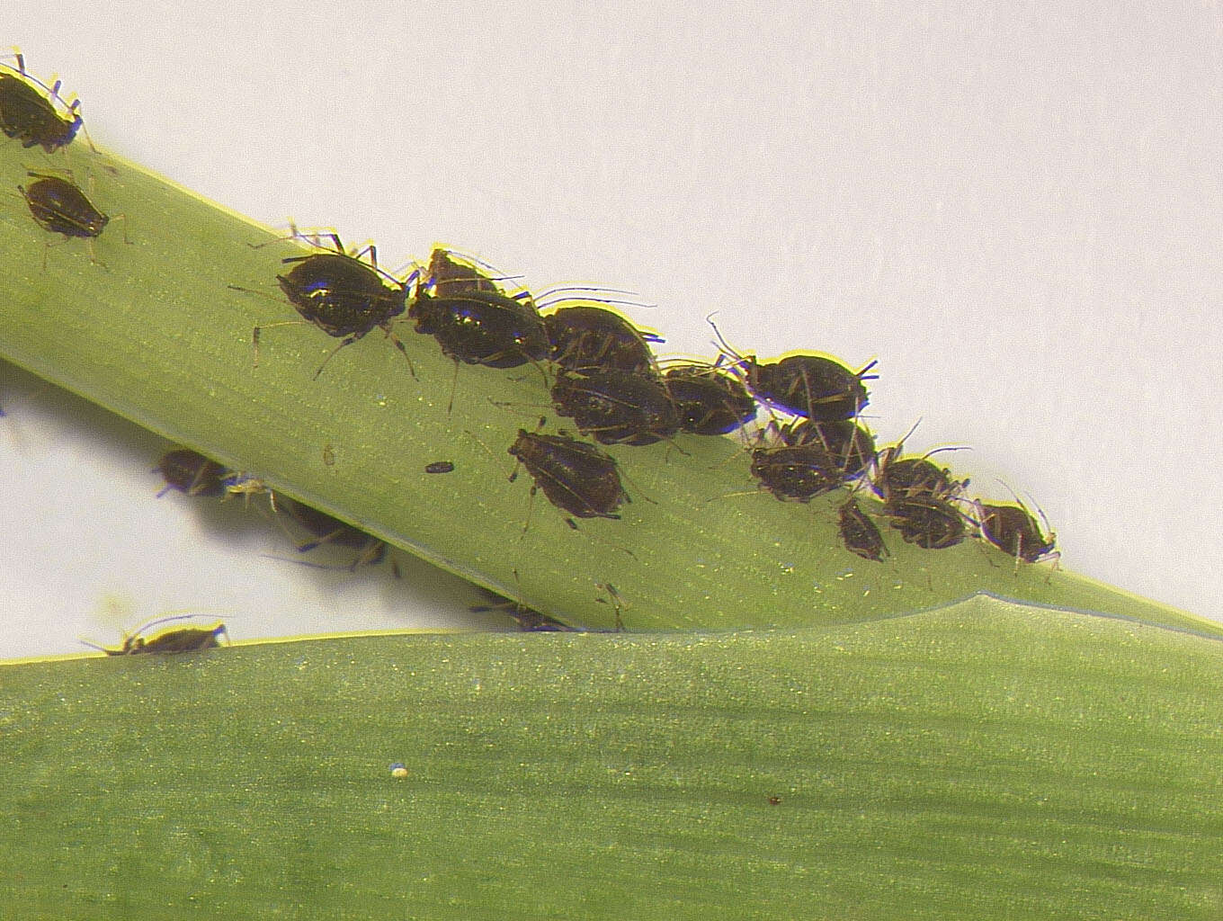 Image of Banana aphid