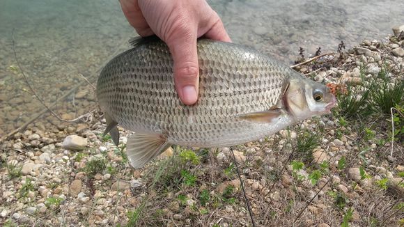 Image of Italian Nase