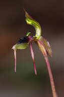 Imagem de Chiloglottis seminuda D. L. Jones