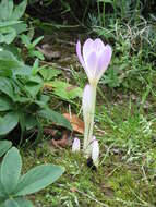 Image of Colchicum lusitanum Brot.