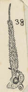 Image of Protosynaema steropucha Meyrick 1886