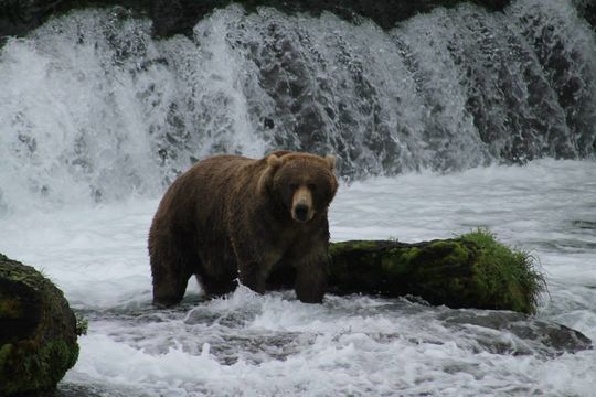 18.https www inaturalist org photos 3652623.580x360