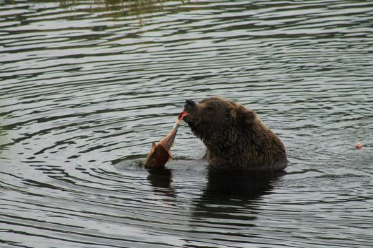 18.https www inaturalist org photos 3652625.580x360