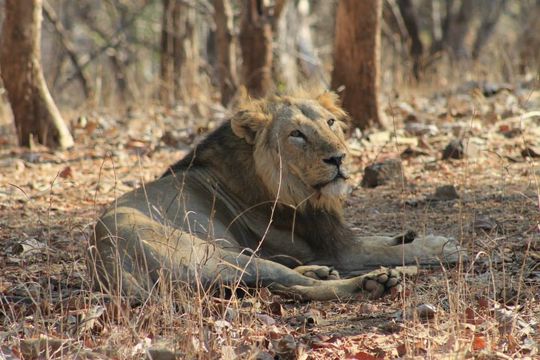 Image of Asiatic Lion