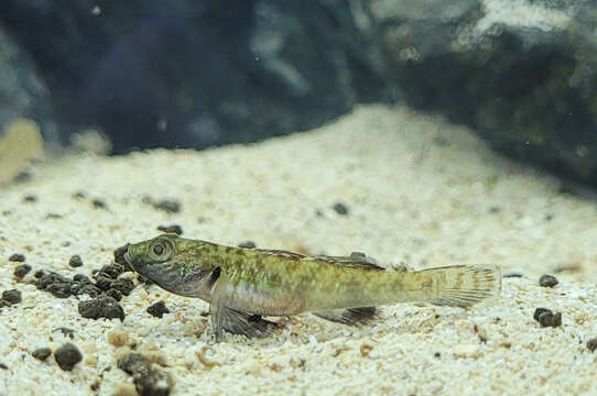 Image of Rhinogobius