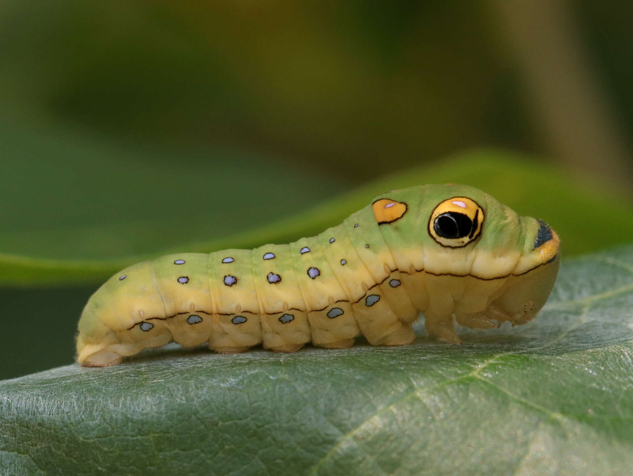 Papilio troilus Linnaeus 1758 resmi